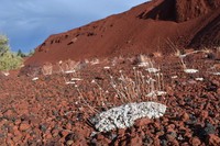Cushion Buckwheat
