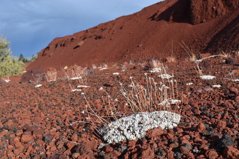 Cushion Buckwheat
