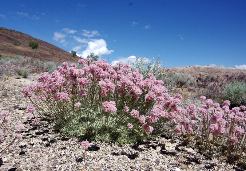 Cushion Buckwheat photo 2
