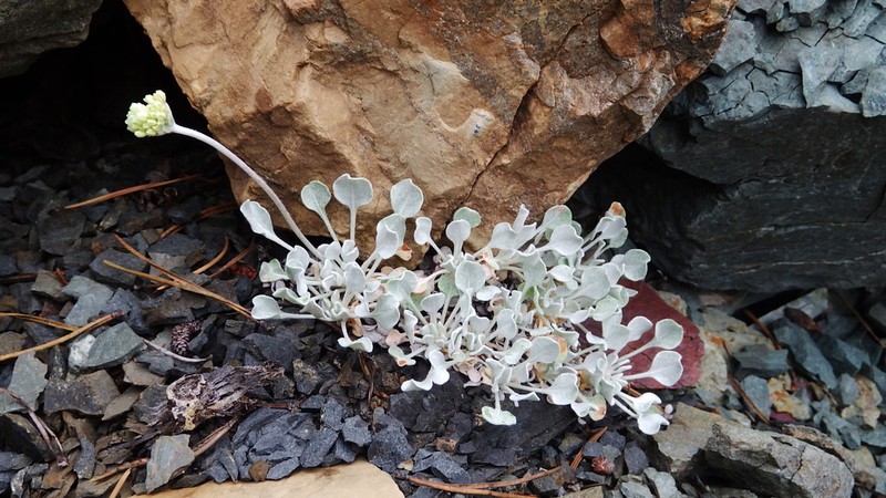 Cushion Buckwheat photo 3