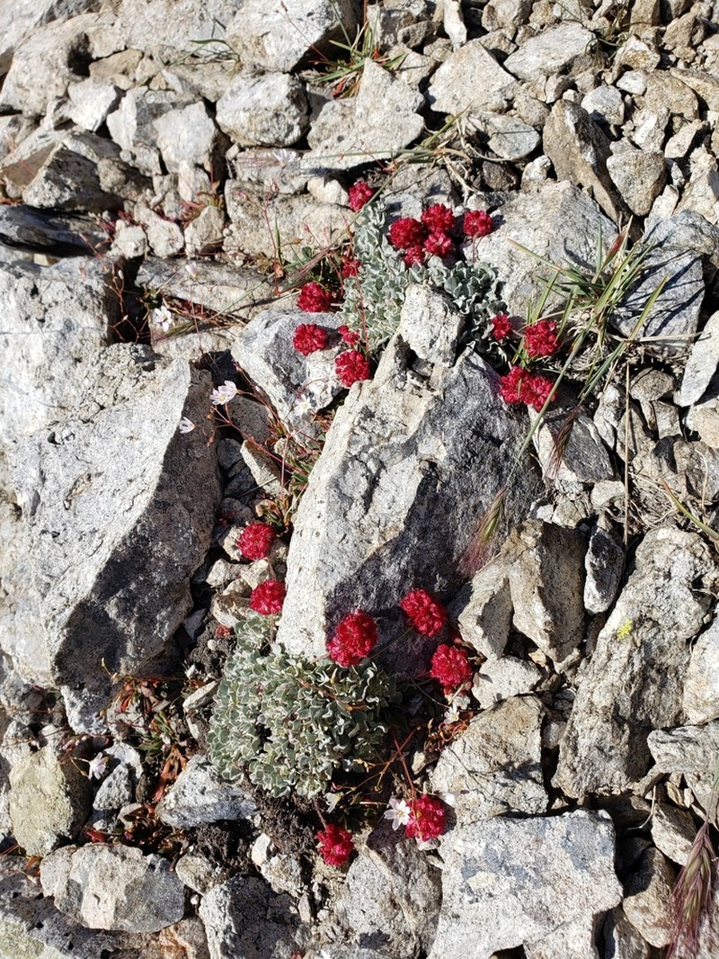 Cushion Buckwheat photo 4