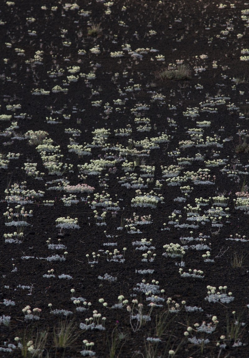 Cushion Buckwheat photo 5