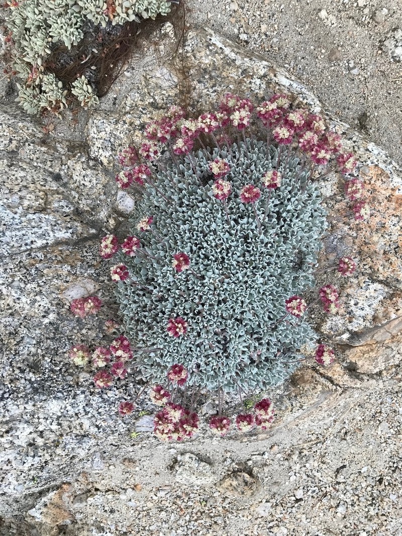Cushion Buckwheat photo 6