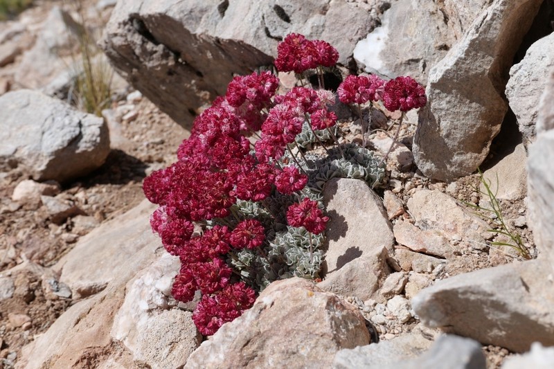 Cushion Buckwheat photo 7