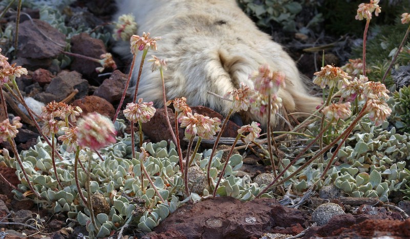 Cushion Buckwheat photo 8