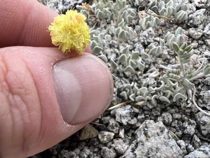 Eriogonum ovalifolium var. caelestinum
