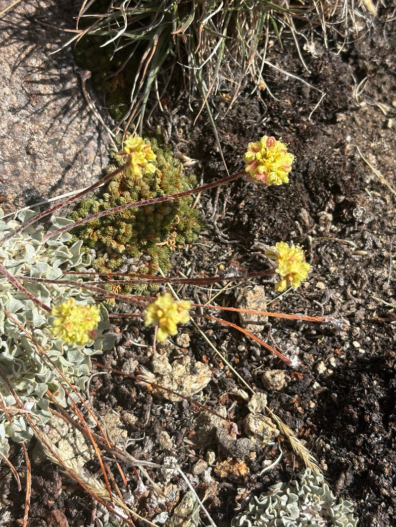 Eriogonum ovalifolium var. caelestinum photo 2