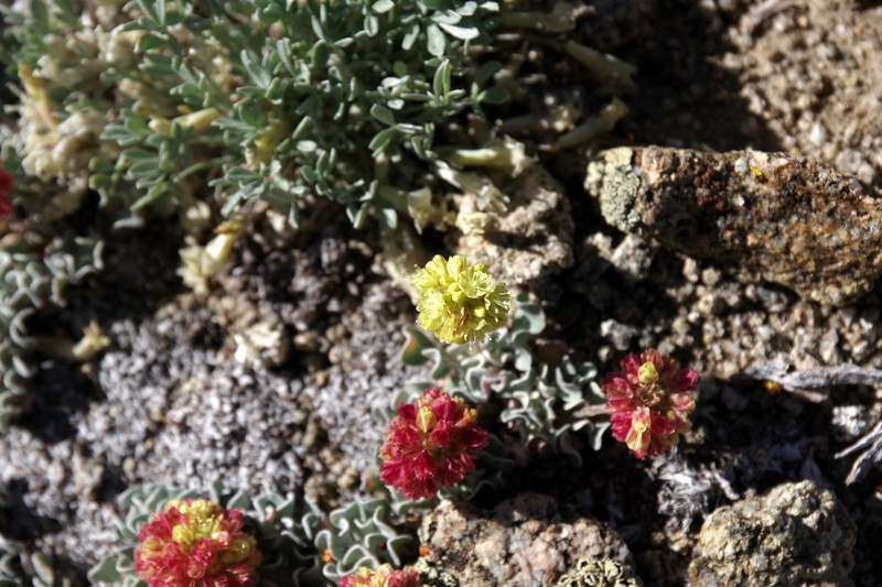 Eriogonum ovalifolium var. caelestinum photo 3