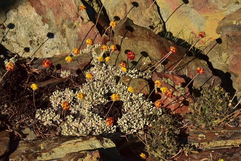 Eriogonum ovalifolium var. caelestinum photo 4