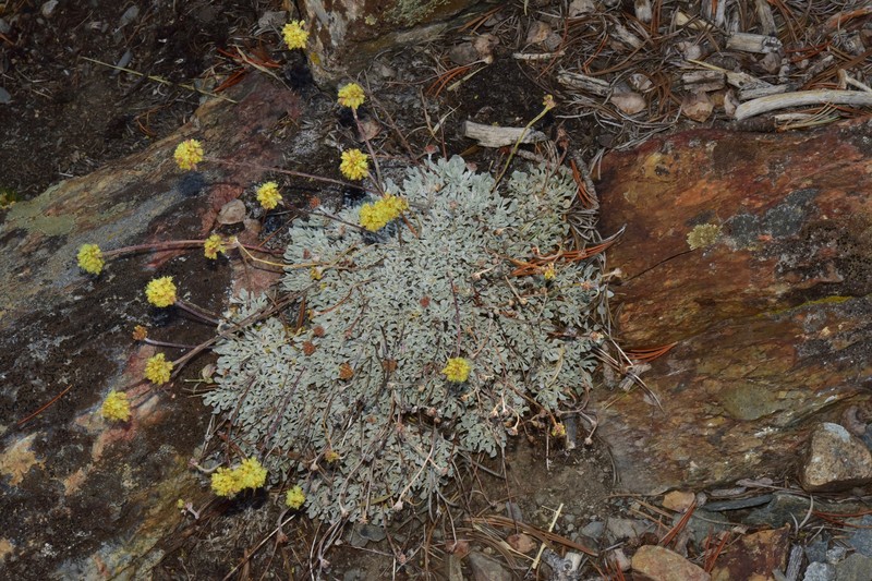 Eriogonum ovalifolium var. caelestinum photo 5