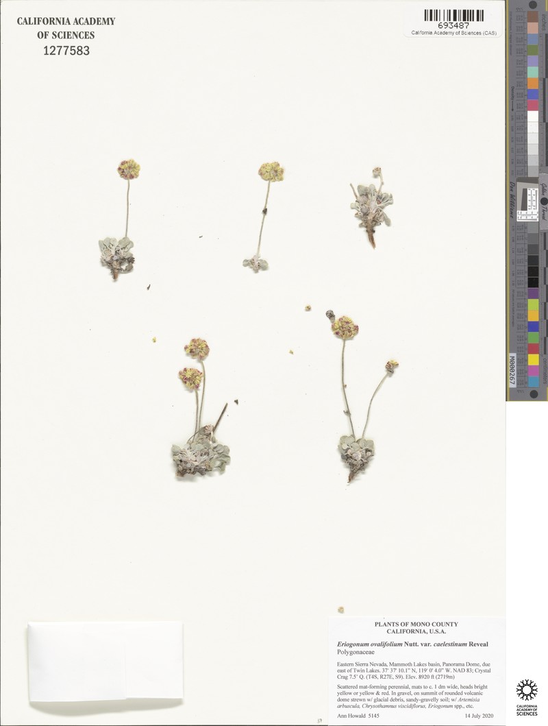 Eriogonum ovalifolium var. caelestinum photo 6