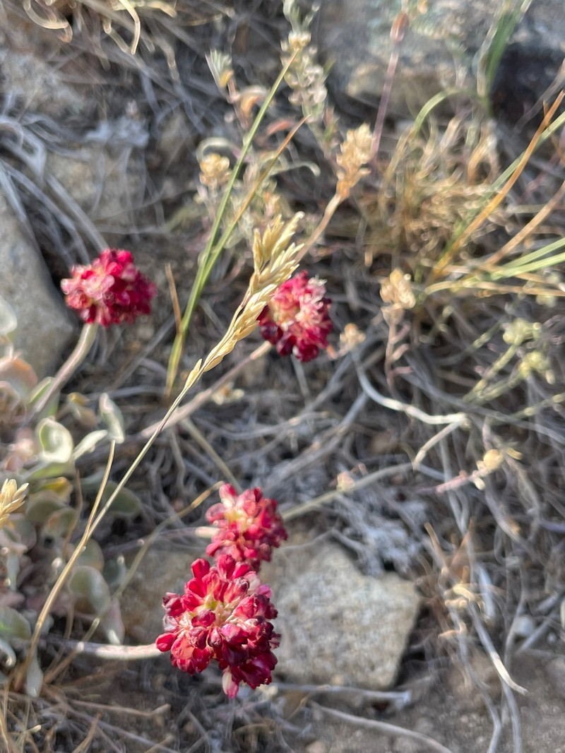 Eriogonum ovalifolium var. depressum