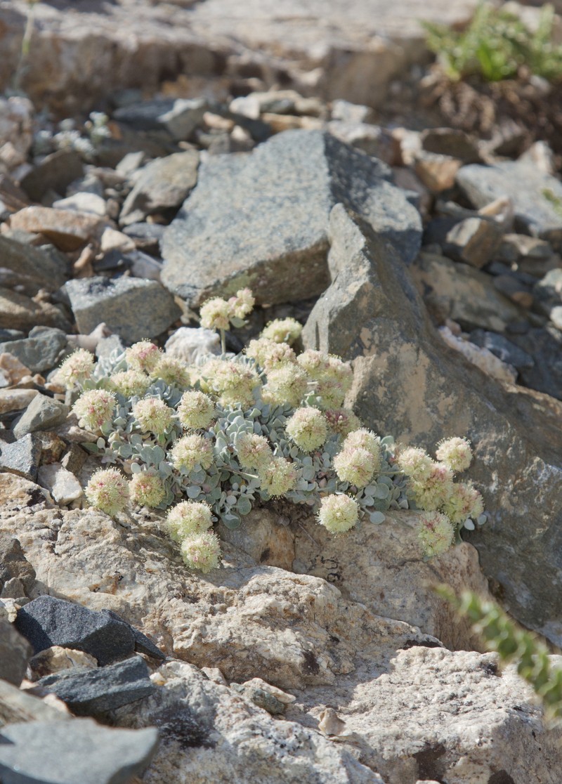 Eriogonum ovalifolium var. depressum photo 2
