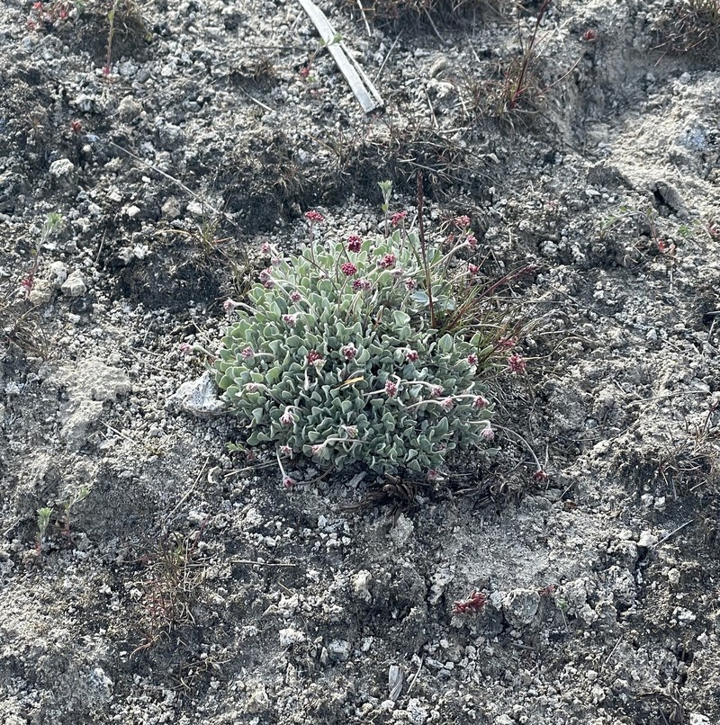 Eriogonum ovalifolium var. depressum photo 3
