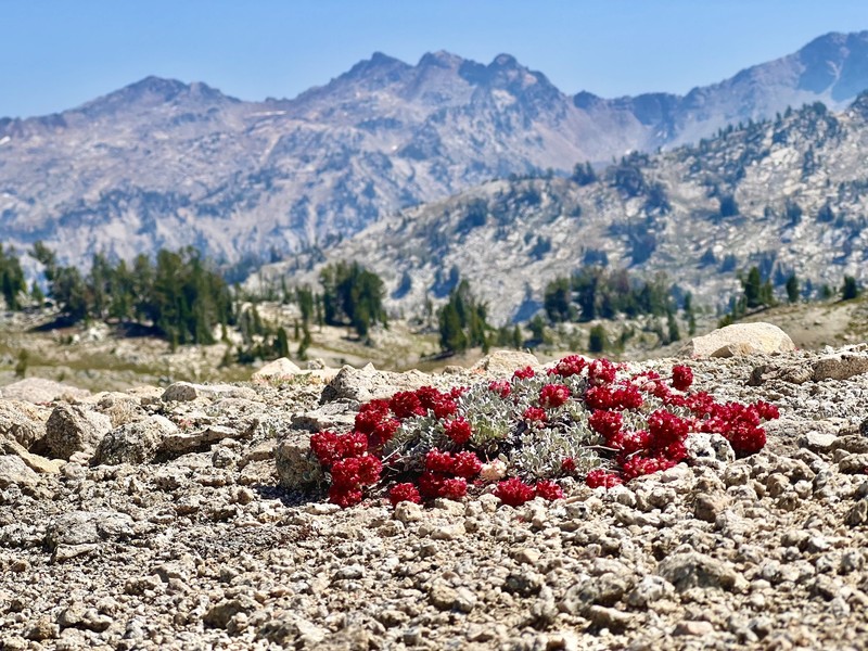 Eriogonum ovalifolium var. depressum photo 4