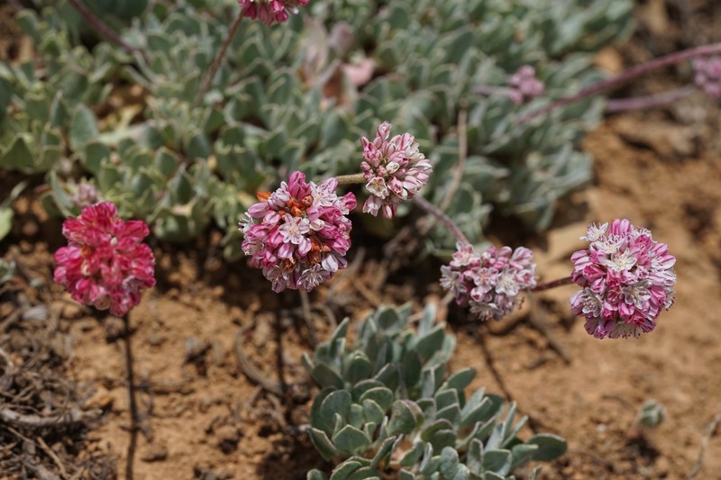 Eriogonum ovalifolium var. depressum photo 5