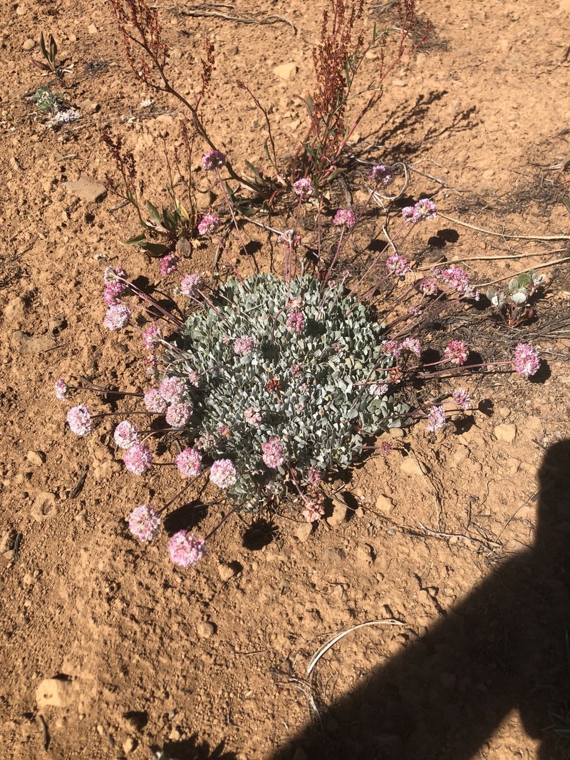 Eriogonum ovalifolium var. depressum photo 6