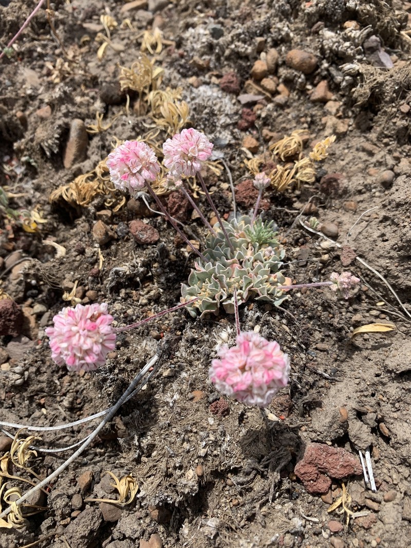 Eriogonum ovalifolium var. depressum photo 7