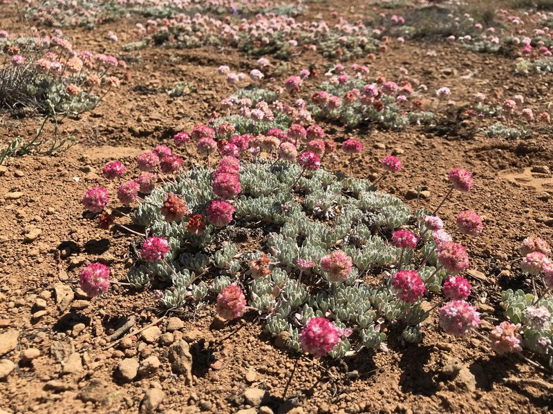 Eriogonum ovalifolium var. depressum photo 8