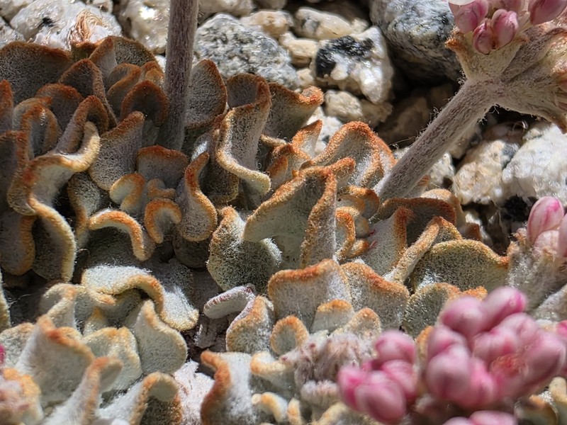 Eriogonum ovalifolium var. eximium