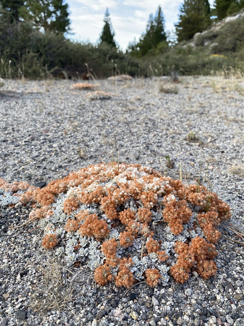 Eriogonum ovalifolium var. eximium photo 2