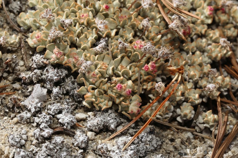 Eriogonum ovalifolium var. eximium photo 3