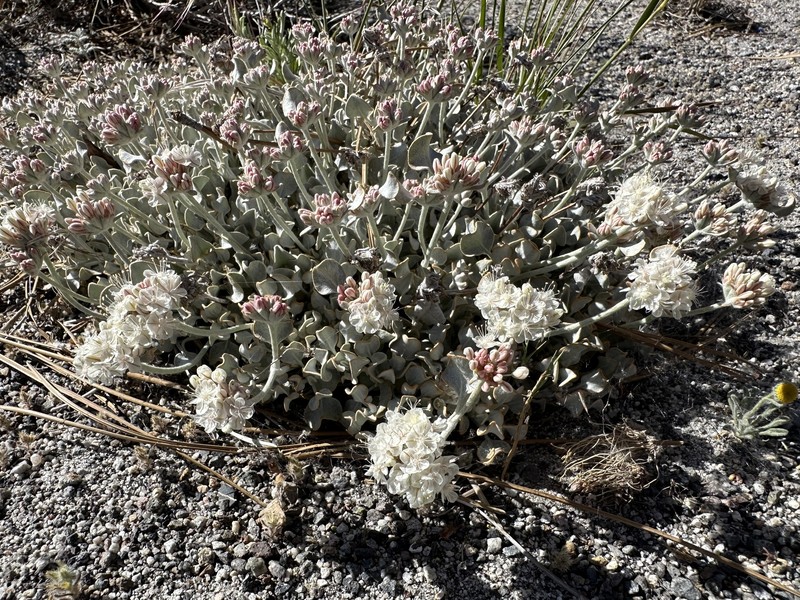 Eriogonum ovalifolium var. eximium photo 4
