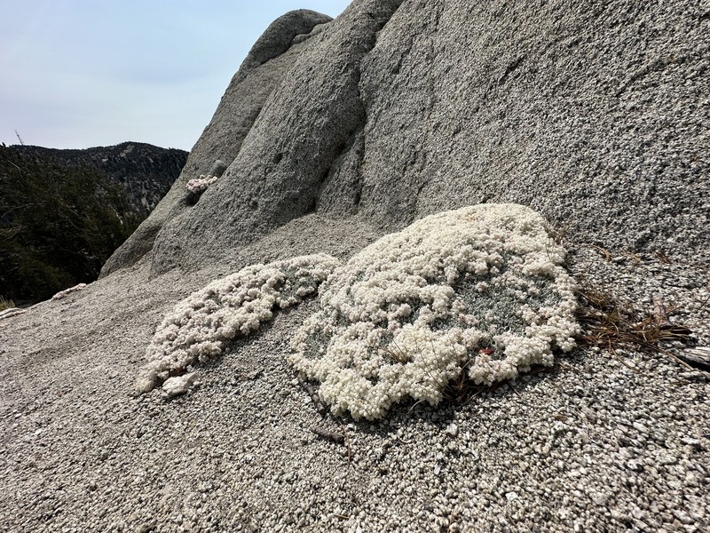 Eriogonum ovalifolium var. eximium photo 5
