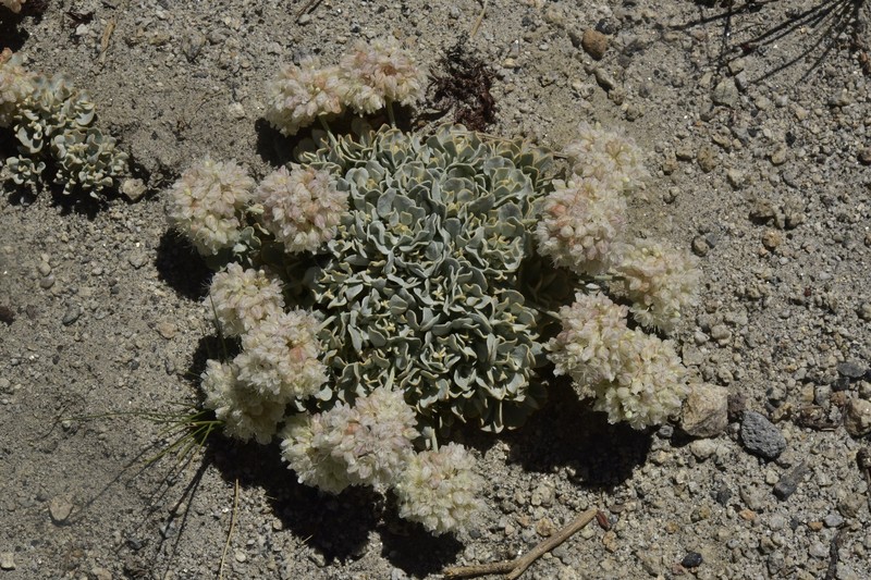 Eriogonum ovalifolium var. eximium photo 6