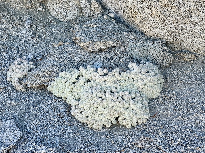 Eriogonum ovalifolium var. eximium photo 7