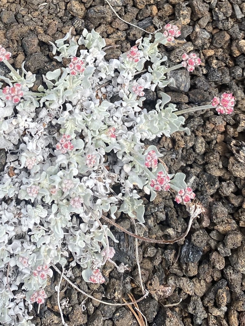 Eriogonum ovalifolium var. focarium