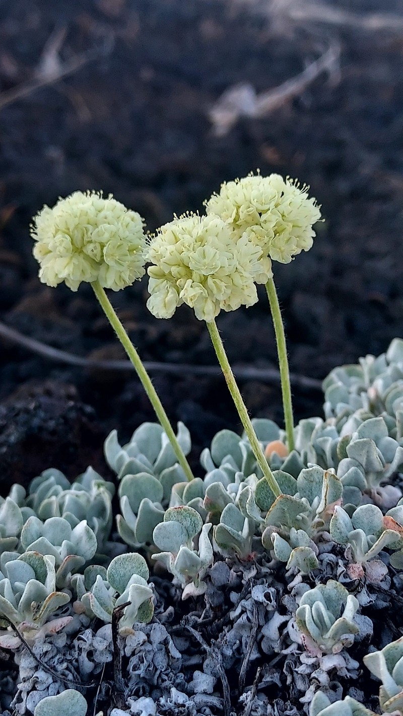 Eriogonum ovalifolium var. focarium photo 2