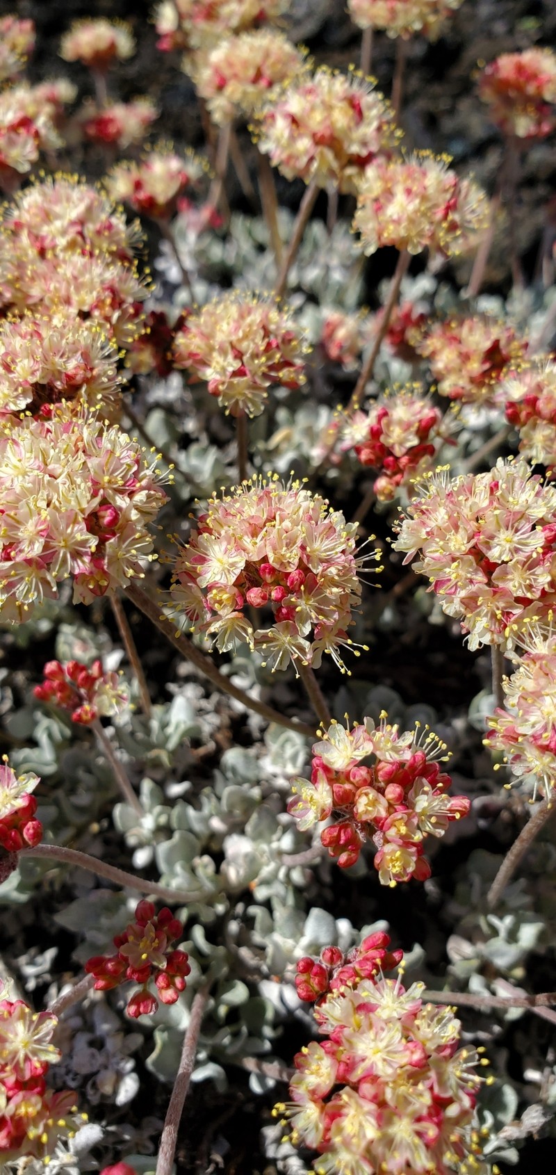 Eriogonum ovalifolium var. focarium photo 3