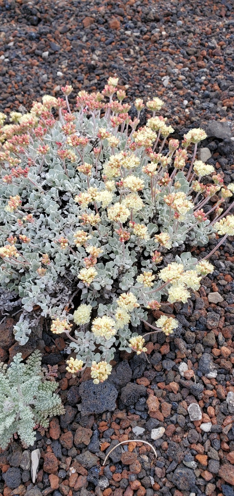 Eriogonum ovalifolium var. focarium photo 4