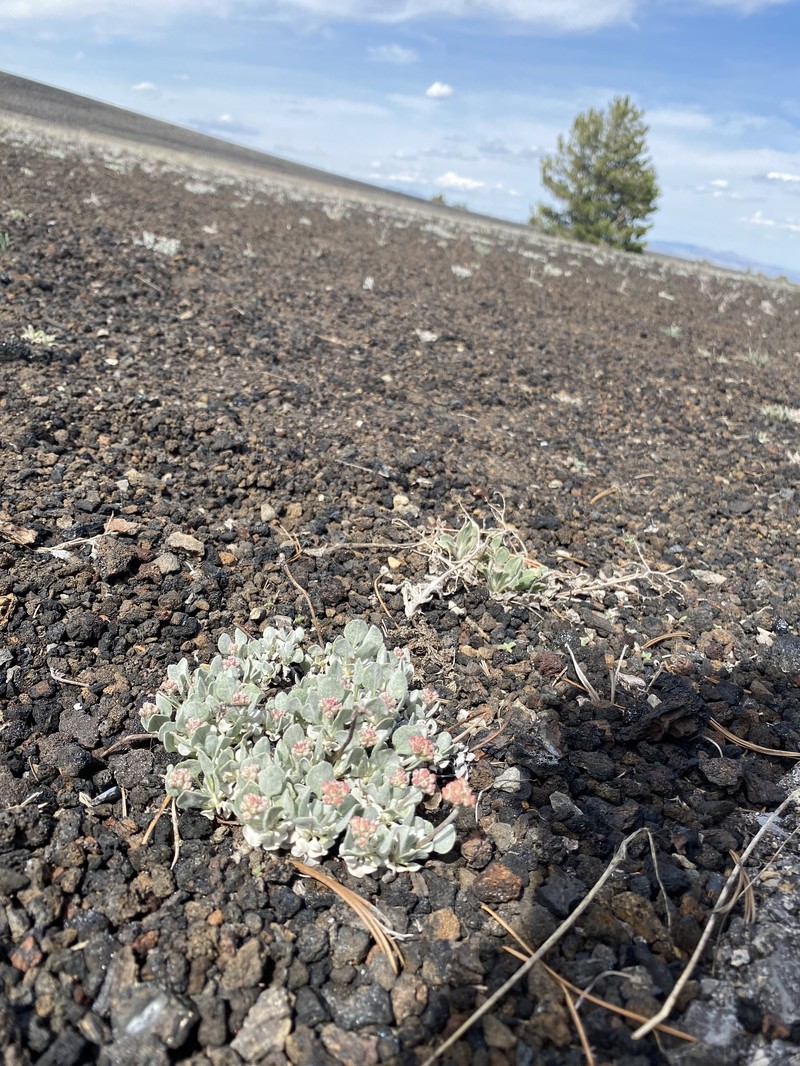 Eriogonum ovalifolium var. focarium photo 5