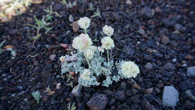 Eriogonum ovalifolium var. focarium photo 6