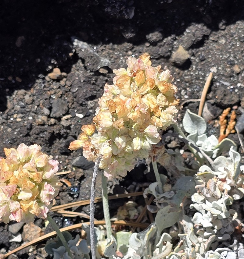 Eriogonum ovalifolium var. focarium photo 7