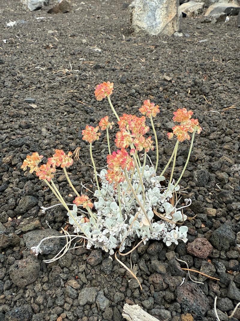 Eriogonum ovalifolium var. focarium photo 8
