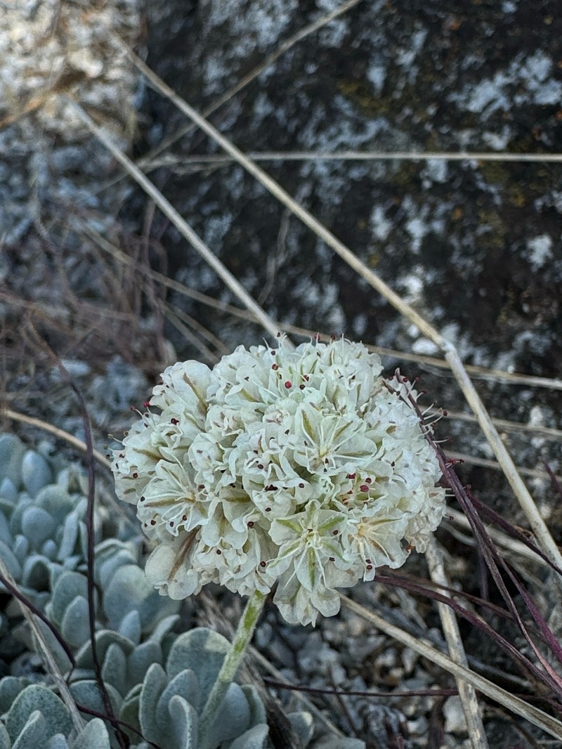 Eriogonum ovalifolium var. monarchense