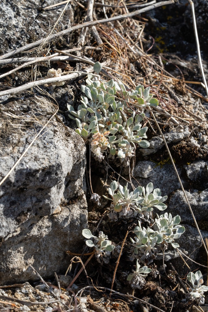 Eriogonum ovalifolium var. monarchense photo 2