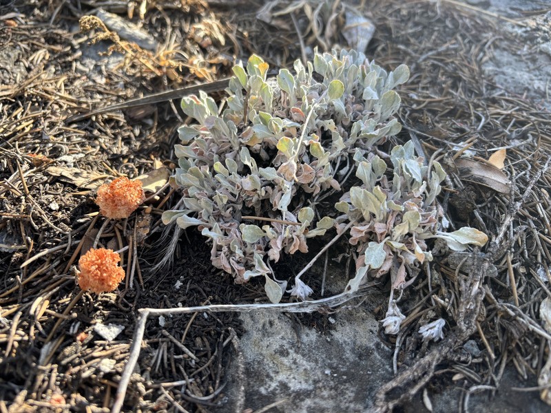 Eriogonum ovalifolium var. monarchense photo 3