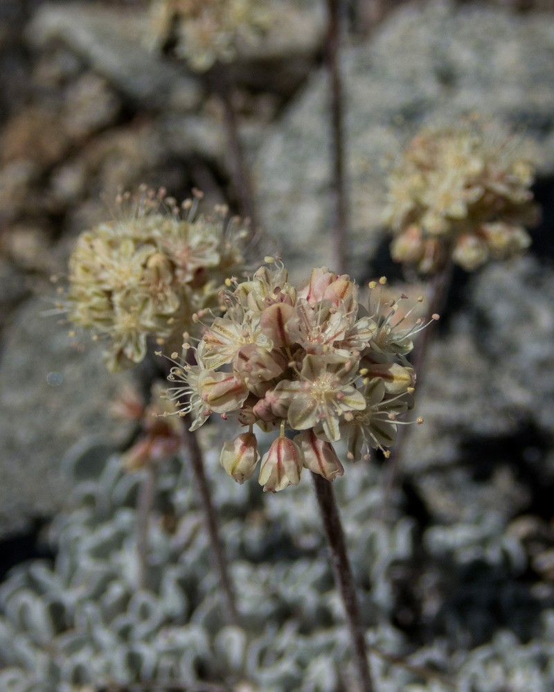 Eriogonum ovalifolium var. nivale