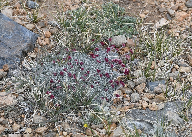 Eriogonum ovalifolium var. nivale photo 2