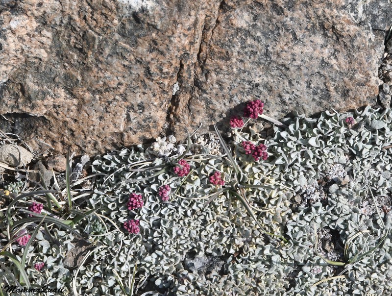 Eriogonum ovalifolium var. nivale photo 3