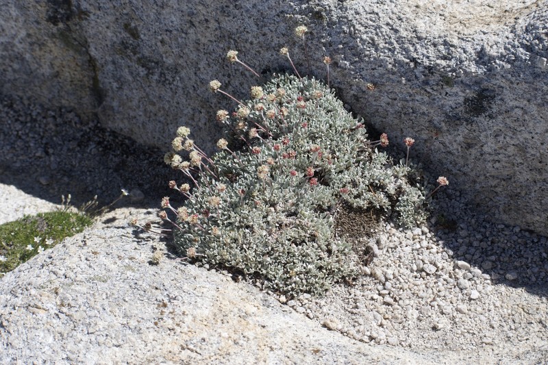 Eriogonum ovalifolium var. nivale photo 4