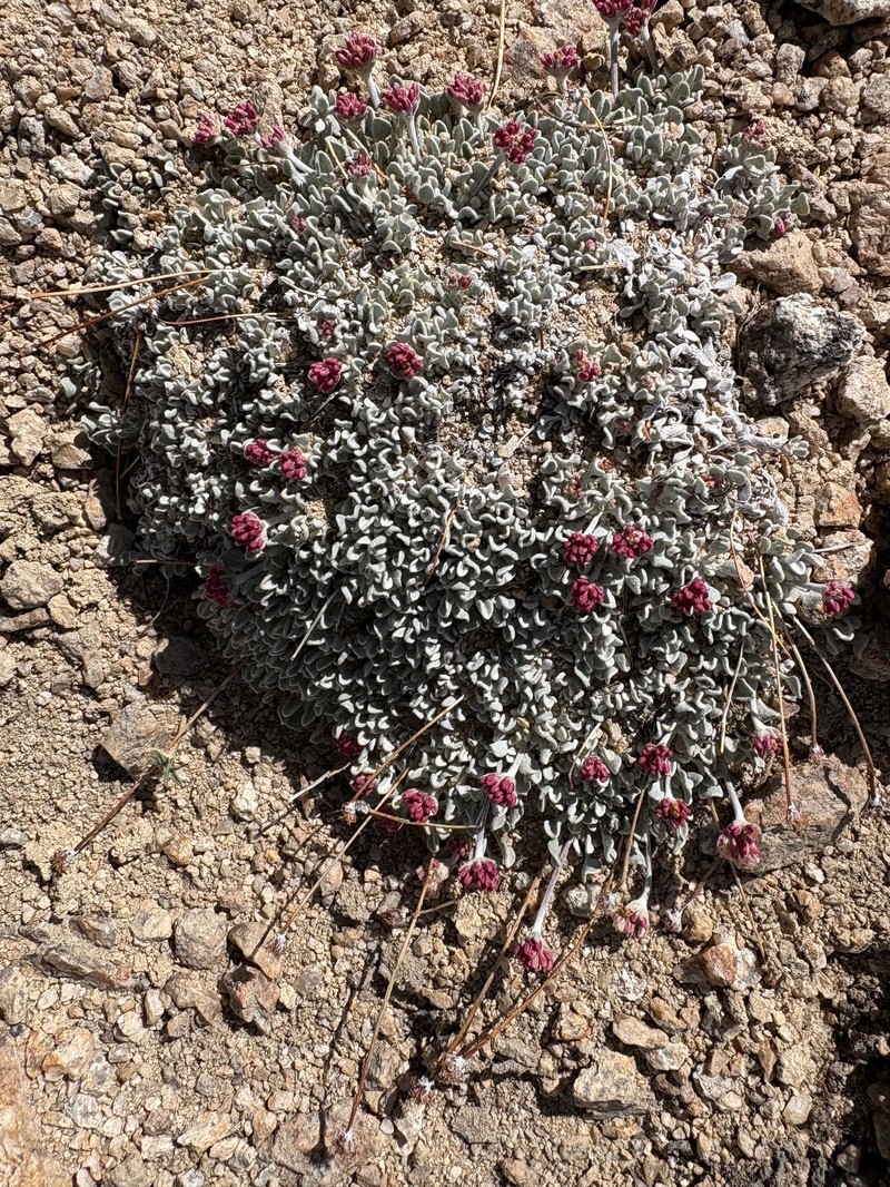 Eriogonum ovalifolium var. nivale photo 5