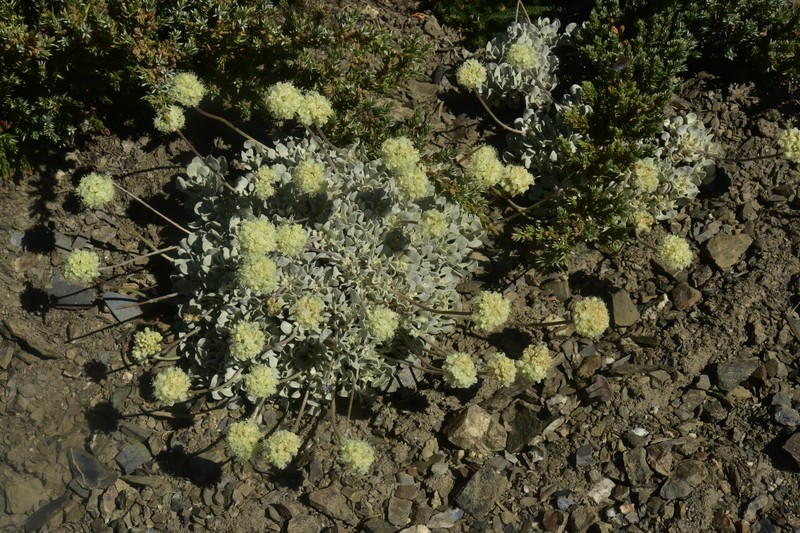 Eriogonum ovalifolium var. nivale photo 6