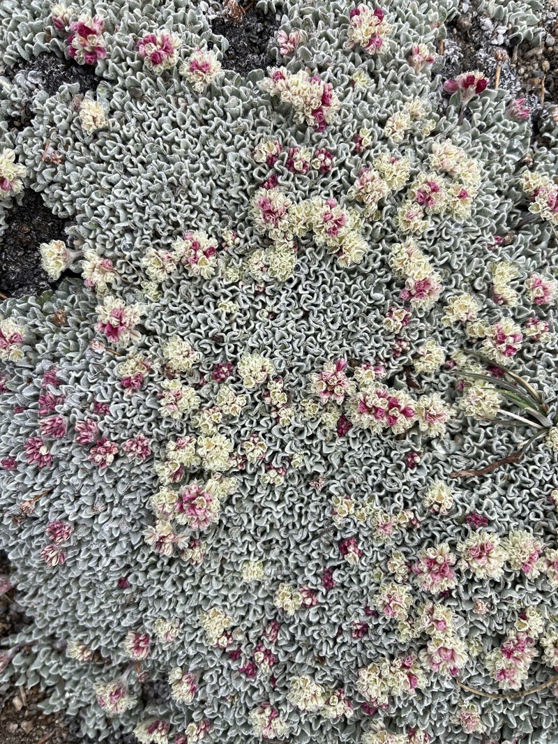 Eriogonum ovalifolium var. nivale photo 7