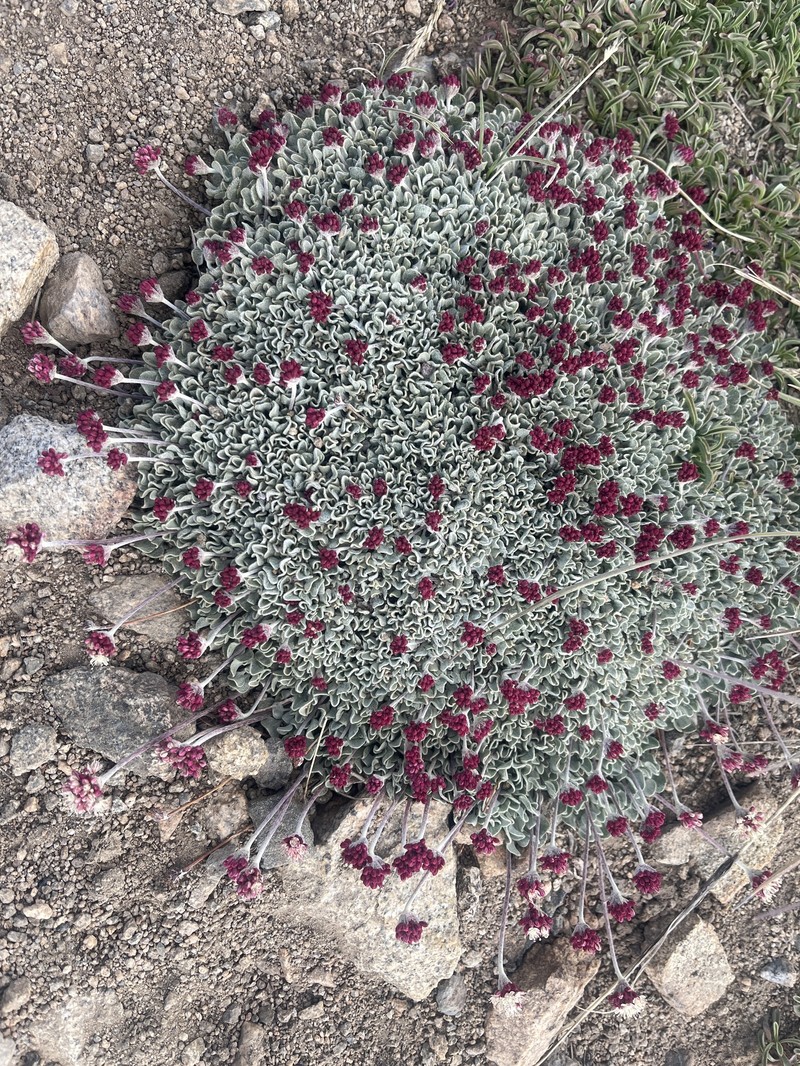 Eriogonum ovalifolium var. nivale photo 8