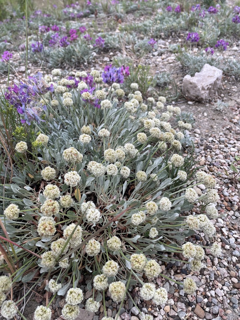 Eriogonum ovalifolium var. ochroleucum